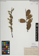 Foto von Salix myrsinifolia Salisb.